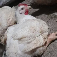 مرغ گوشتی ارگانیک