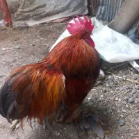 کوشین