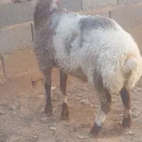 سلام بره نر چاق