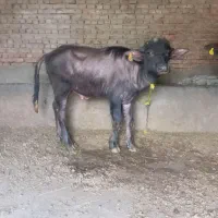 گاومیش نر