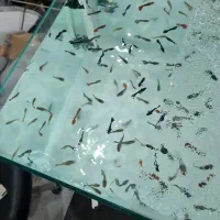 گوپی ۴ماهه و پلاتی ۴ماهه