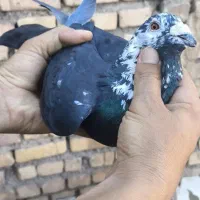 حیوون بوم شب بازی تبعیدی