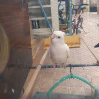عروس هلندی نر دوکت