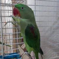 شاه طوطی