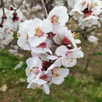 کارگر ۱۰ نفر واسه مزرعه نخود یا چغندر دارم