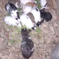 خرگوش خانگی