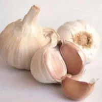 فروش سیر