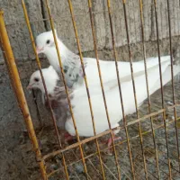 کبوتر طوقی و خوشرنگ