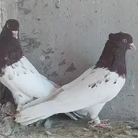 کله سرخ