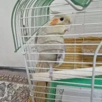 سه عدد عروس مفت