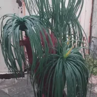درخت نخل مصنوعی