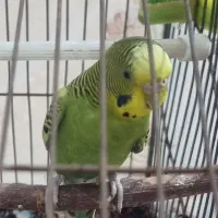 مرغ عشق ماده