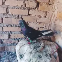 قره سینه