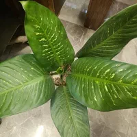 گل دیفن ـ گلسرای بهار