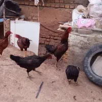 مرغ خروس لاری