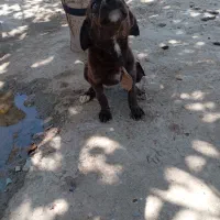 سگ ماده پا کوتاه اصیل