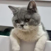 گربه م گمشده