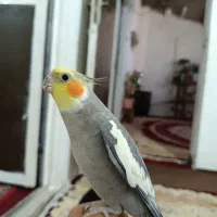 عروس هلندی