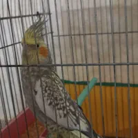 عروس هلندی معاوضه با فنچ نرگسی