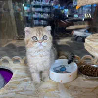 گربه اسکاتیش و بریتیش گلد بسیاز اصیل