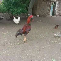خروس لاری ۹ماهه