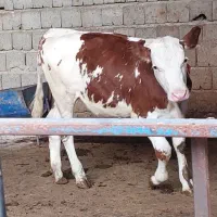 گوساله سیمینتال قرمز