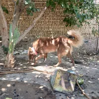 سگ نگهبان