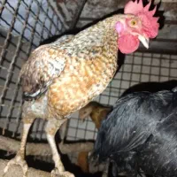فروش  خروس خانگی