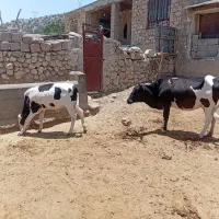 ۳ راس گاو وگوساله جمعا  ۳راس