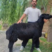یک راس قوچ قره قزل شیشک