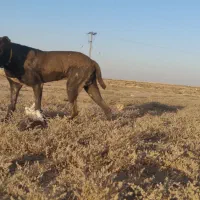 سگ سرابی برای گله و میدان