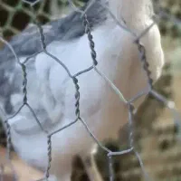 نیمچه گلین ۸عدد