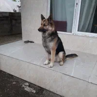 واگذاری ژرمن جوان نر