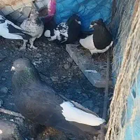 کفتر|پرنده|حسن آباد, |دیوار