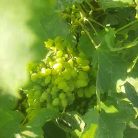 غوره انگور