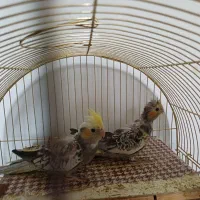 عروس هلندی