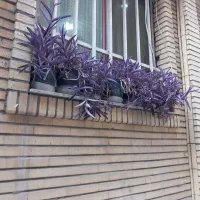 گل برگ بیدی بنفش