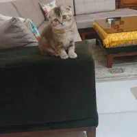 گربه اسکاتیش فولد