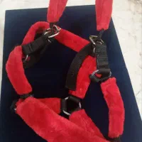 کله گیر اسب و سکه