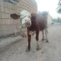 گوساله سمینتال