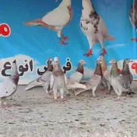 دسته اوقون کاغذی پرشی جوجه آلمانی