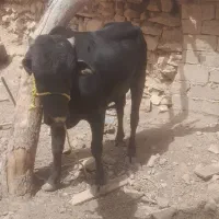 یک عدد گوساله نر  سرحال