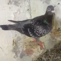 کبوتر دورگ و تکپر