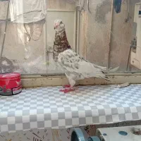 کبوتر رنگه مقبول