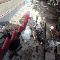 مرغ وخروس برهما