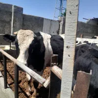 انواع گاو گوشتی شیری گوساله تلیسه ماده گاو گوشتی