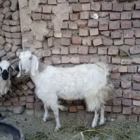 یک بز چاق برای فروش