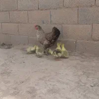 جوجه غاز