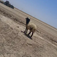 قوچ
