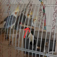 عروس هلندی نر بالغ